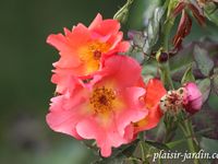 Les rosiers en L. de Lam à Laz.