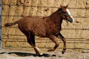 Le North American Curly, cheval frisé et hypoallergénique