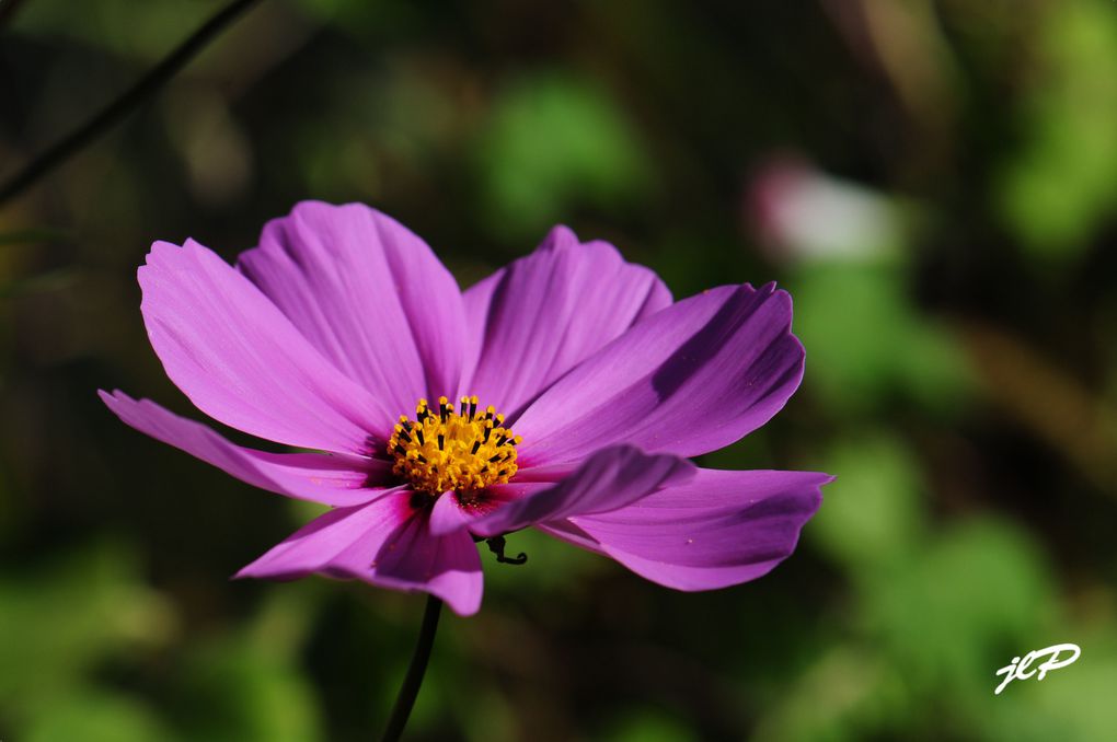 mes photos de fleurs