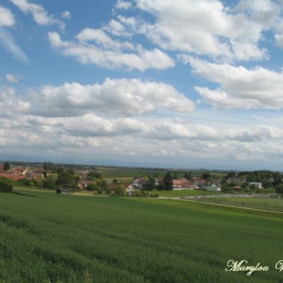 Wingersheim (67) : Capitale du houblon