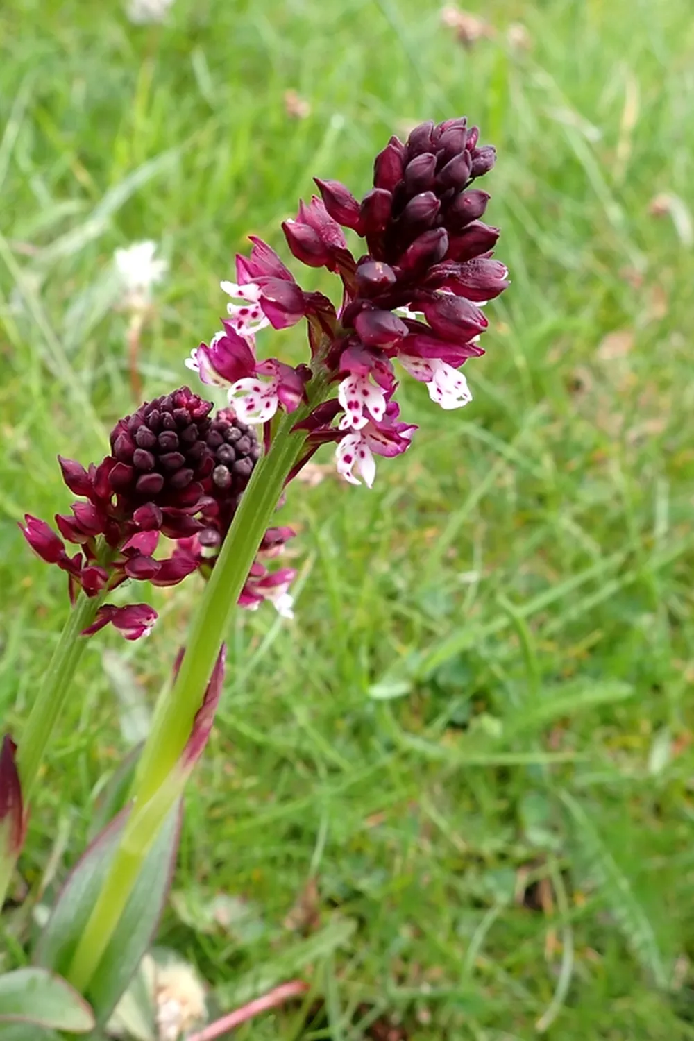 L'orchis brûlé