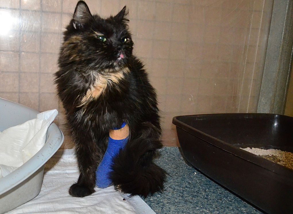 Elle est adoptée !!! : MALTA-SARA, très douce petite chatte à poil long née en 2014 - 3 pattes