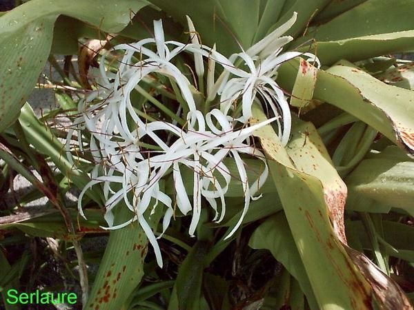 Tout un florilège de fleurs et de fruits de polynesie
Au fil des articles découvrez ou redécouvrez les merveilles que nous offre la nature
