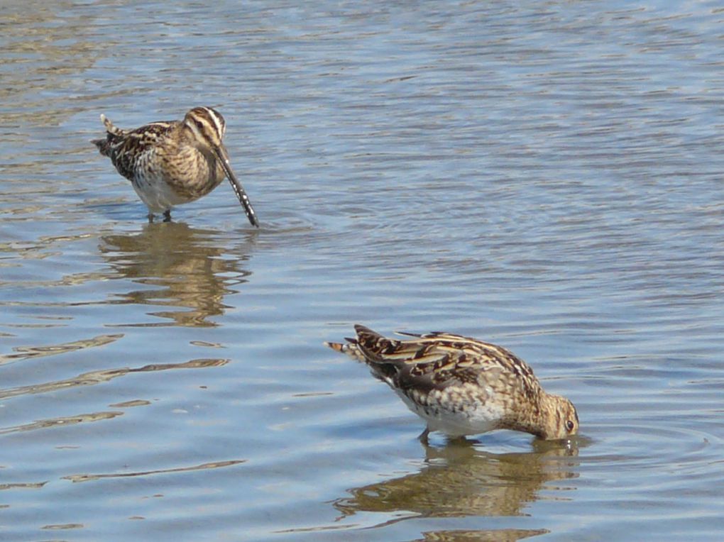 quelques habitants du parc ornithologique du Teich, sur le bassin d'Arcachon