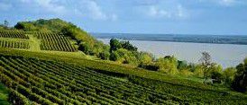 #Red Côtes de Bourg Producers Bordeaux Vineyards France page 4