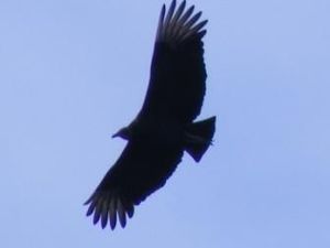  Plusieurs rapaces énormes dans un arbre (cousins éloignés du condor qui lui, a la tête rouge). 