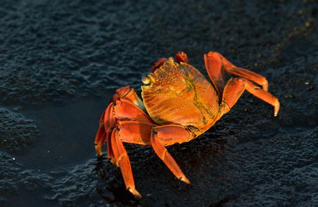 Crabe des galapagos