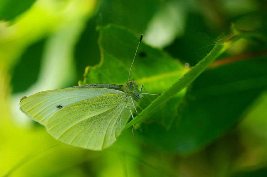 Album - Macro-Papillons