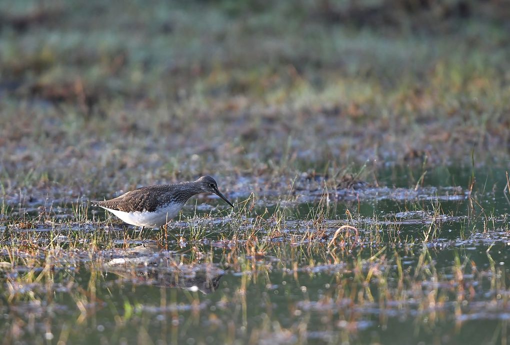 Chevalier culblanc (Tringa ochropus).