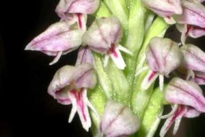 Orchidées endémiques d'Espagne