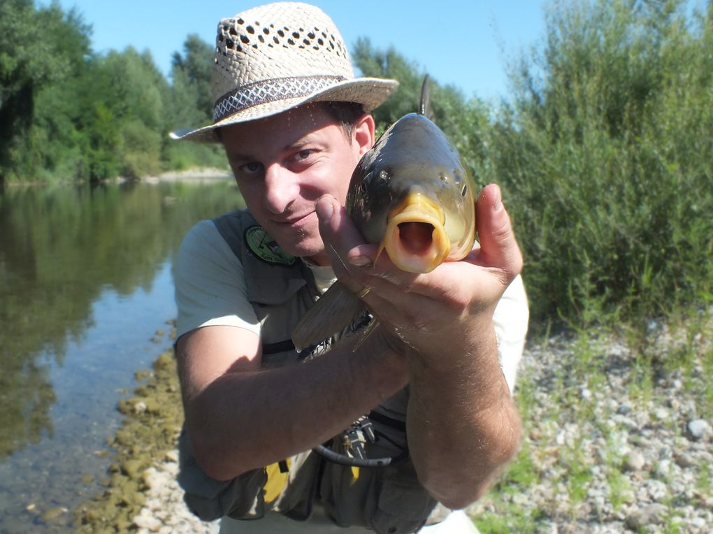 Une série de photos de carpes prise a la mouche