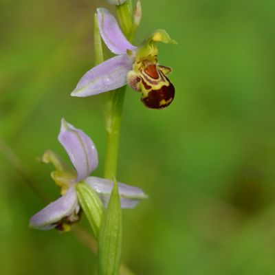 Où je retrouve les abeilles ...