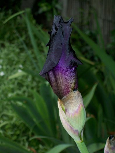  Iris noir : éclosion