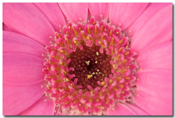 Album - fleurs-et-feuilles