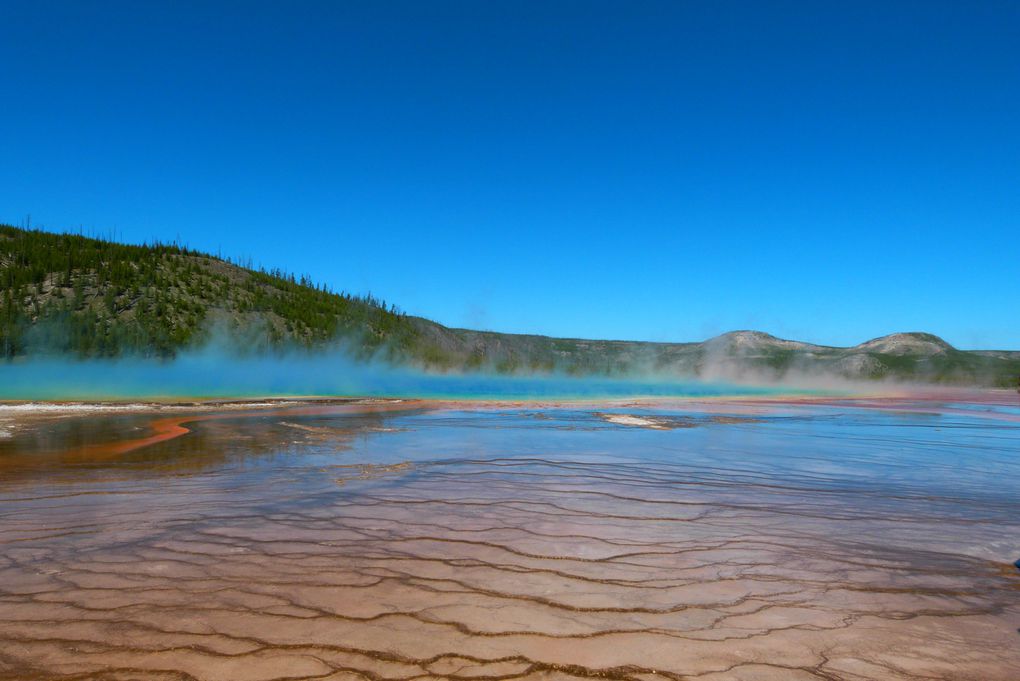 Voici quelques photos de ce MAGNIFIQUE parc national qu'est Yellowstone. Animaux sauvages, canyon, geysers, .... c'était juste splendide!