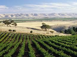 #Semillon Producers South Australia Vineyards Page 2