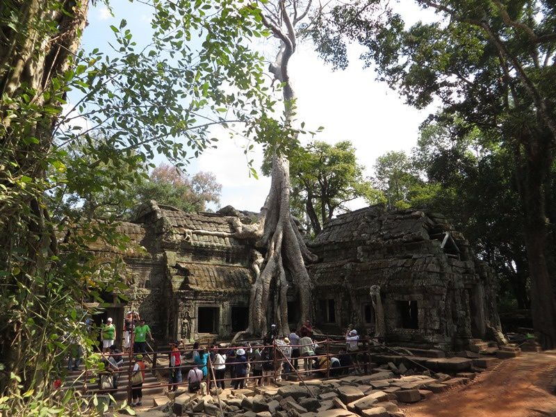 Ta Prohm (rare temple bouddhique) envahi par les racines de fromagers. J'ai adoré!