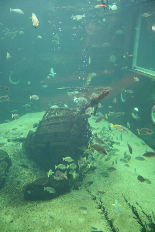 Le petit aquarium d'Hakone