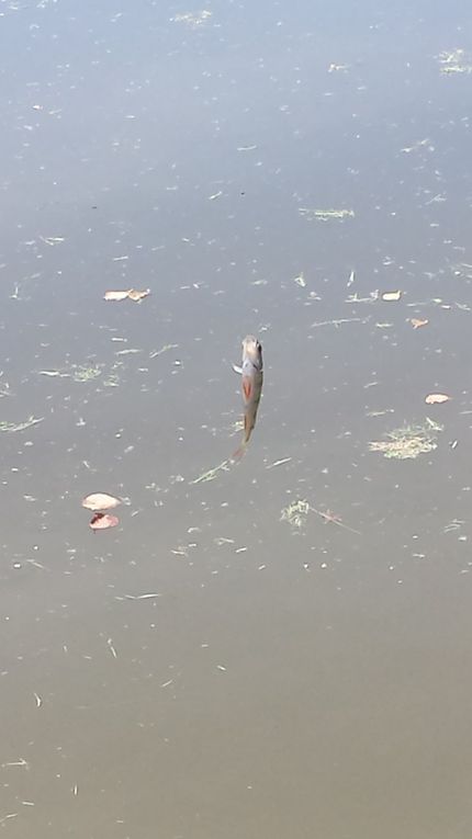 Journée Pêche à Cuzieu