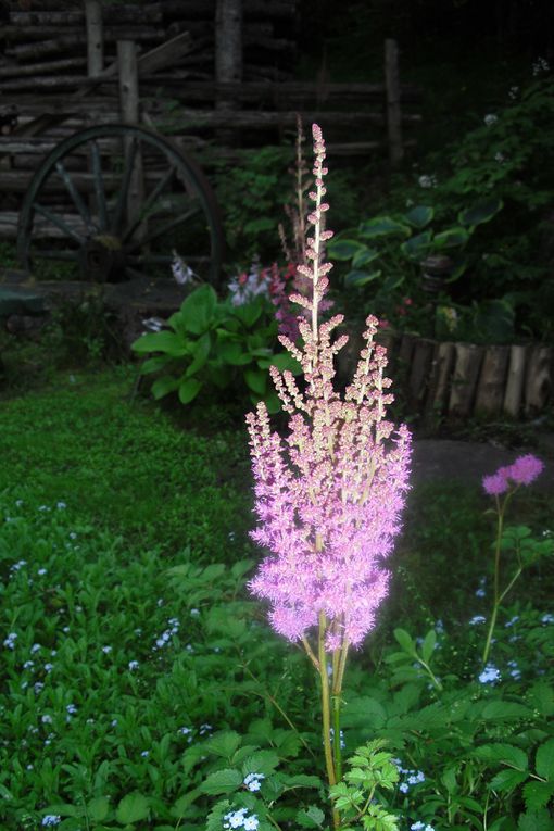 Des fleurs et des fleurs..De mon jardin ...