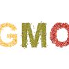 Les OGM « sans danger » : une conclusion abusive !