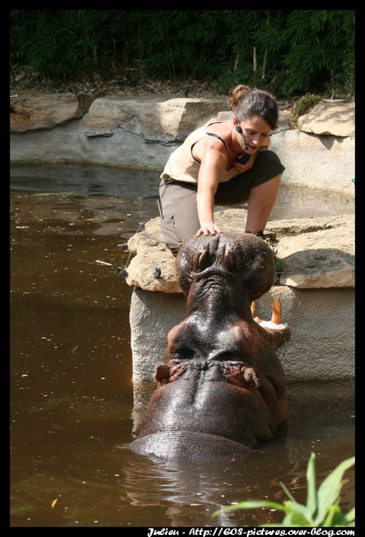 Photos du parc zoologique d'Amnéville prises durant l'année 2009.