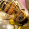 La disparition des abeilles nous condamne également