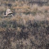 Centre de soins Beauval Nature - Françoise Delord pour la faune locale blessée