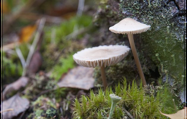 Champignon: ni animal ni végétal mais ACTEUR de MICROS PAYSAGES