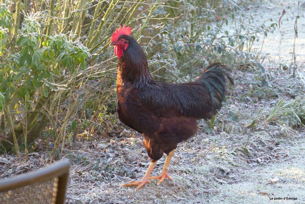  Taille assez impressionnante pour cet autre gentil coq Rhode Island de 8 mois.