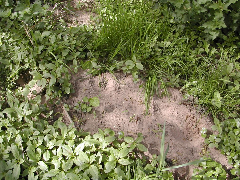 Quelques photos de milieux naturels, marres, bras asséchés, marres artificielles...