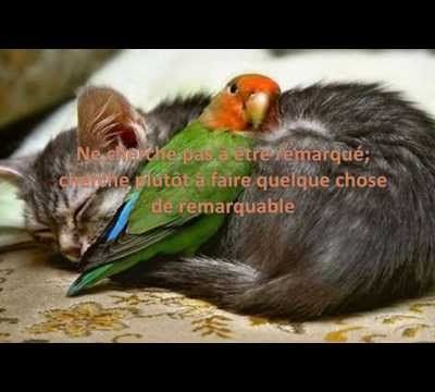 Citations et proverbes