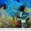 URGENT: Protégez la Mer de Corail Australienne !!!