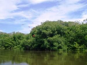 LES ILES DU VENEZUELA (3)