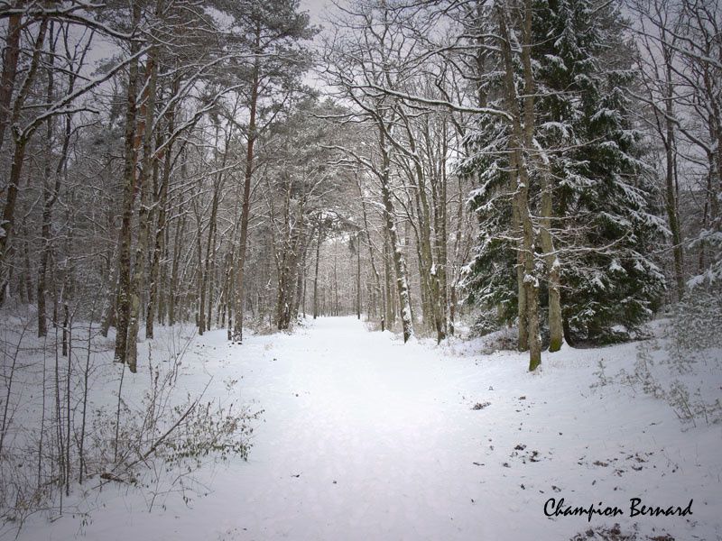 Forêt de fontainebleau l' hiver