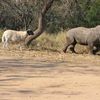 Roger, le bébé rhinocéros