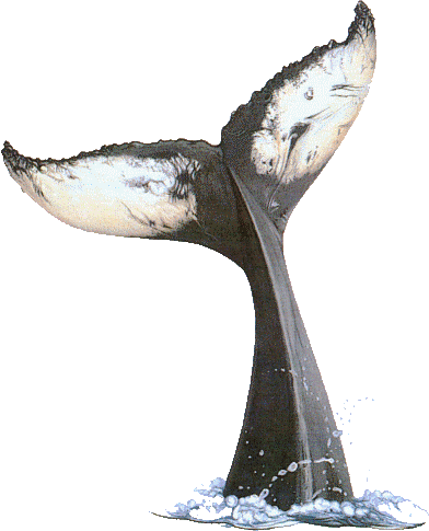 Animaux Aquatiques Poemes Comptines Le Blog A Reves De Jolie Tendresse