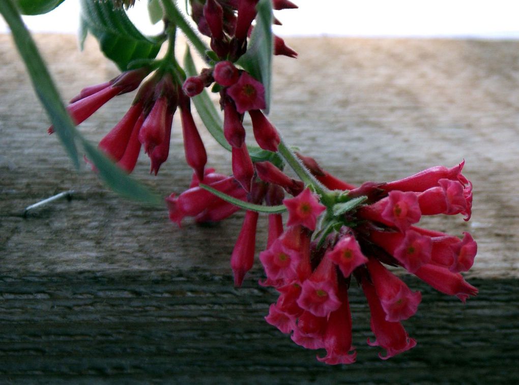 Photos diverses de fleurs et plantes de mon jardin, pour la plupart... en toutes saisons.