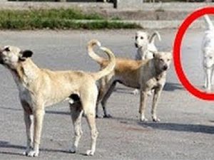 La imágen de la izquierda la da casi todo el mundo como valida, en cuanto a la de derecha es un video captado en la India, y el perro blanco parece un espectro.