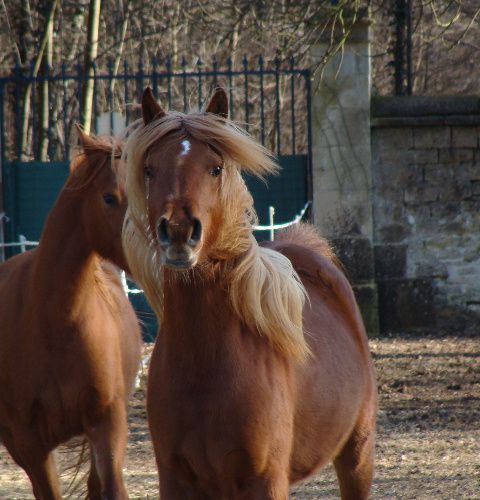 Album - poulains d'Europe's Padron - Europe's Padron foals 