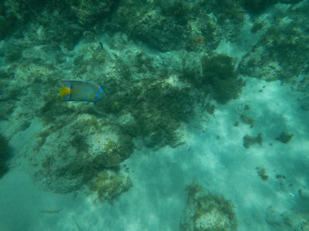 Promenade sous marine à Grande Anse et aux Anses d'Arlet. On a même vu une seiche, mais on a pas réussis la photo. Après on a vu un gros poisson bleu et jaune, on croyant l'avoir pris en photo, mais quand nous sommes sortis de l'eau, on s'est rendu compte que la mémoire était pleine... :(