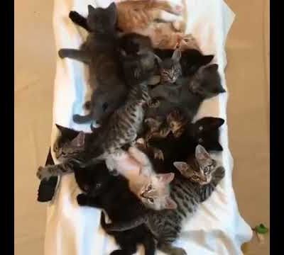 jaime-les-chats avec Les chiots, les chats et les bébés