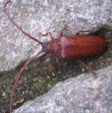 Album - Créatures de Madagascar