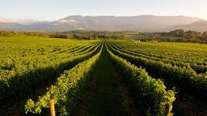 #Chardonnay Producers North East Victoria  Australia