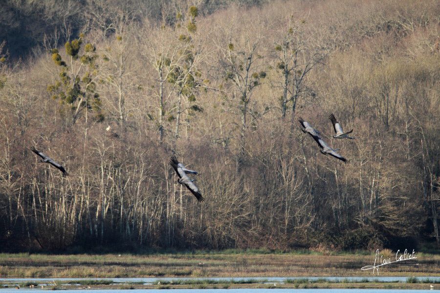 Grues cendrées