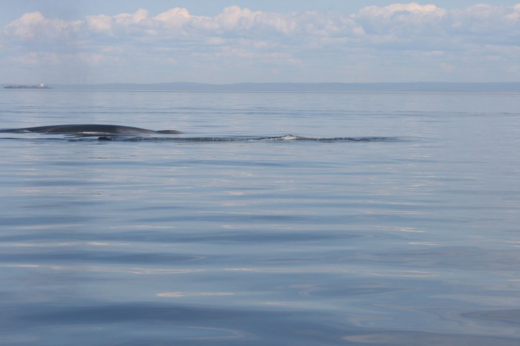 Album - Baleines-du-St-Laurent