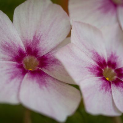 Quelques fleurs