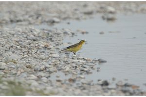 sortie marais du 25 août 2017