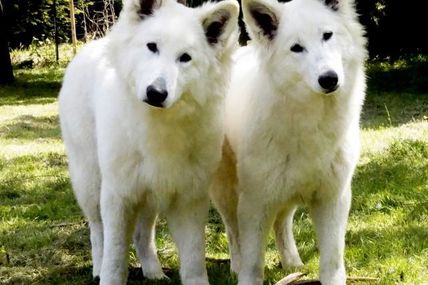 I'lander et Isy best nos 2 jeunes berger blanc suisse