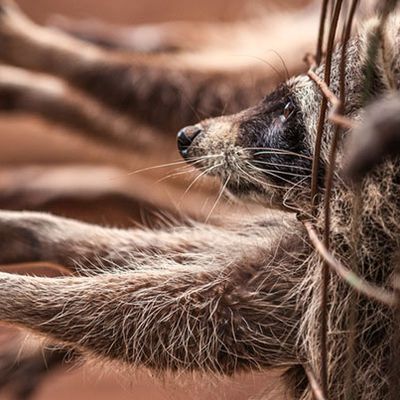 Pour la fermeture des fermes à fourrure en Europe